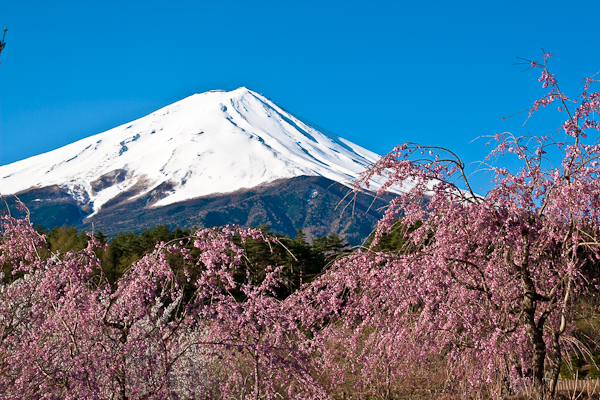河口湖富士桜ミツバツツジまつり